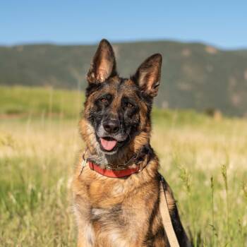 Sam Jackson -  German Shepherd Dog Dog for Adoption in Denver, Colorado - Sam Jackson | PetCurious