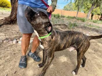 Mastiff Dogs Available for Adoption in Glendale, Arizona - Tempo | PetCurious