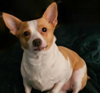 Rescue Chihuahua Dogs for Adoption in Columbia, Tennessee - Poppy | PetCurious