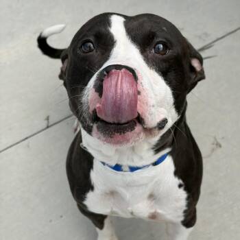 Wiggles -  Pit Bull Terrier Dog for Adoption in Matteson, Illinois - Wiggles | PetCurious