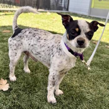 Pie -  Chihuahua Dog for Adoption in Walnut Creek, California - Pie | PetCurious
