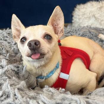 Funky Town 14510 -  Chihuahua Dog for Adoption in San Francisco, California - Funky Town 14510 | PetCurious