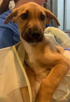 Mixed Breed Dogs Available for Adoption - Elliot | PetCurious