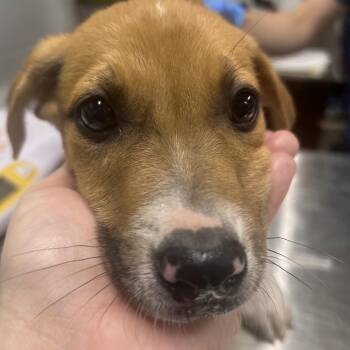 Mixed Breed Dogs Available for Adoption in Summerville, South Carolina - Graham Cracker | PetCurious