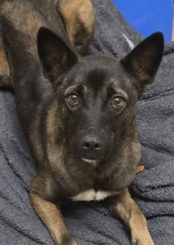 Rescue Dutch Shepherd and Mixed Breed Dogs for Adoption in Aiken, South Carolina - Jalisa 60583 | PetCurious