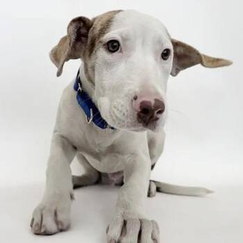 Yellow -  Terrier Dog for Adoption in Brentwood, Missouri - Yellow | PetCurious