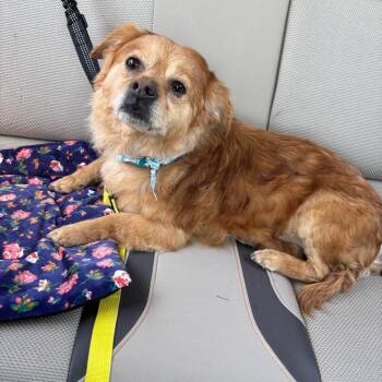 Louis -  Chihuahua Dog for Adoption in Dayton, Ohio - Louis | PetCurious