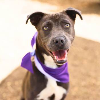 CHARM -  American Staffordshire Terrier Dog for Adoption in San Antonio, Texas - CHARM | PetCurious