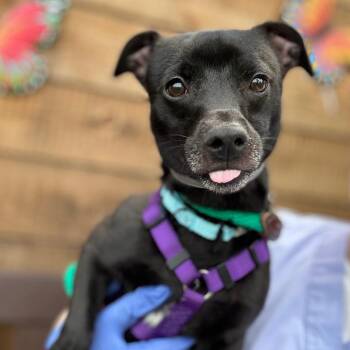 Mixed Breed Dogs Available for Adoption in Wantagh, New York - Rudy | PetCurious