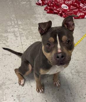 Pit Bull Terrier and American Bulldog Dogs Available for Adoption in Salt Lake City, Utah - *Miss Piggy* | PetCurious