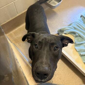 Bronco -  Labrador Retriever and Mixed Breed Dog for Adoption in Hinesville, Georgia - Bronco | PetCurious