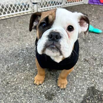 Petey -  English Bulldog Dog for Adoption in Huber Heights, Ohio - Petey | PetCurious
