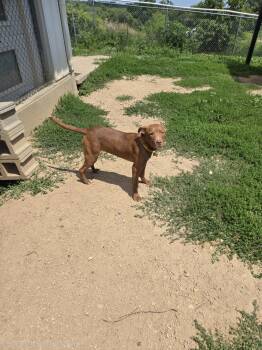 Toffee -  Mixed Breed Dog for Adoption in Maquoketa, Iowa - Toffee | PetCurious