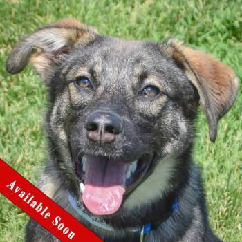 German Shepherd Dog and Shetland Sheepdog Sheltie Dogs Available for Adoption in Huntley, Illinois - Walt | PetCurious