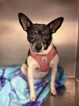 Toy Fox Terrier Dogs Available for Adoption in Blue Springs, Missouri - Coco | PetCurious