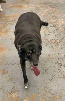 Labrador Retriever and Shepherd Dogs Available for Adoption - Luna | PetCurious