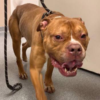 Dodger -  Mixed Breed Dog for Adoption in Batavia, Ohio - Dodger | PetCurious