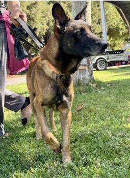 Brad Pitt -  Belgian Shepherd Malinois Dog for Adoption in Davis, California - Brad Pitt | PetCurious