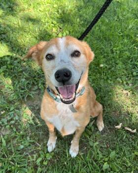 Loki -  Mixed Breed Dog for Adoption in New Hope, Pennsylvania - Loki | PetCurious