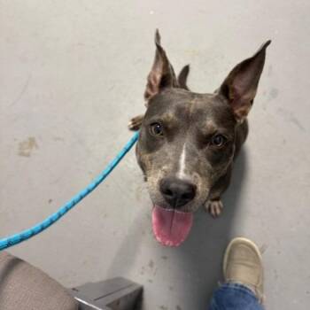 Pit Bull Terrier Dogs Available for Adoption in Webster, Texas - Winnie | PetCurious