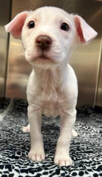Zero -  Pit Bull Terrier and Mixed Breed Dog for Adoption in Madison, Georgia - Zero | PetCurious
