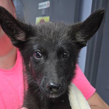 Gold 26-0478 -  Shepherd Dog for Adoption in Yanceyville, North Carolina - Gold 26-0478 | PetCurious
