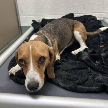SVAS-Stray-39053 -  Beagle Dog for Adoption in Lyndhurst, Virginia - SVAS-Stray-39053 | PetCurious