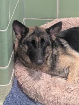 MOMMA -  German Shepherd Dog Dog for Adoption in Dallas, Texas - MOMMA | PetCurious