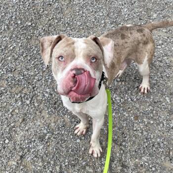 Freddie -  Mixed Breed Dog for Adoption in Pittsburgh, Pennsylvania - Freddie | PetCurious