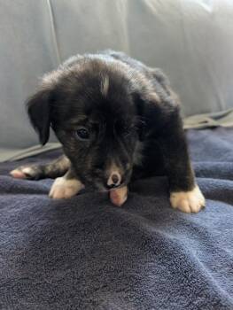 Lucky (Light Blue) - Gavi -  Retriever Dog for Adoption in Lakeland, Florida - Lucky (Light Blue) - Gavi | PetCurious