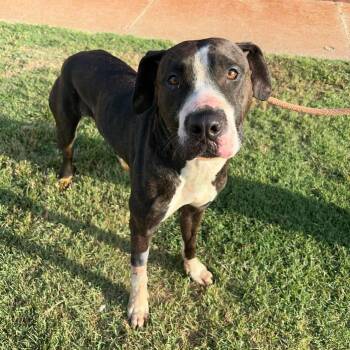 Nala -  Pit Bull Terrier and Boxer Dog for Adoption in Stillwater, Oklahoma - Nala | PetCurious
