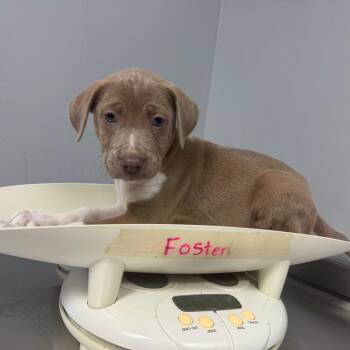Mixed Breed Dogs Available for Adoption in Columbus, Georgia - Rex 9976 | PetCurious