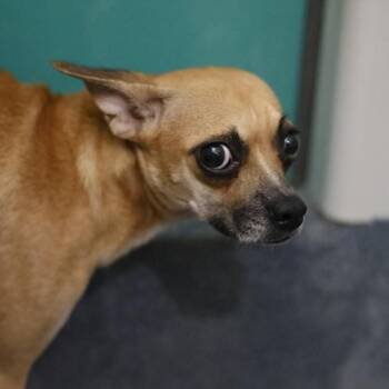 SALLY -  Chihuahua Dog for Adoption in San Antonio, Texas - SALLY | PetCurious
