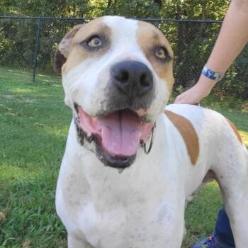 (Found) Tommy Boy -  Pit Bull Terrier and Mixed Breed Dog for Adoption in Cabot, Arkansas - (Found) Tommy Boy | PetCurious
