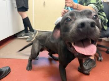 Rescue Pit Bull Terrier Dogs for Adoption in Salisbury, Maryland - Jerry | PetCurious