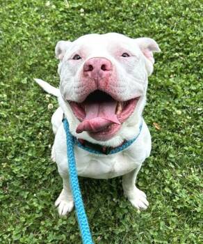 STEFAN -  Pit Bull Terrier Dog Available for Adoption in Sacramento, California - STEFAN | PetCurious