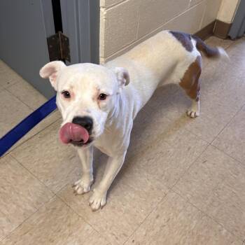 Stray - Cunningham Rd -  Pit Bull Terrier Dog for Adoption in Roxboro, North Carolina - Stray - Cunningham Rd | PetCurious