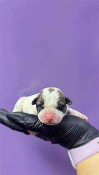 pup 2 -  Mixed Breed Dog for Adoption in El Paso, Texas - Pup 2 | PetCurious