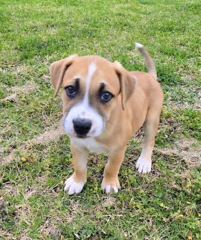Beagle Dogs Available for Adoption in Plano, Texas - Copper | PetCurious
