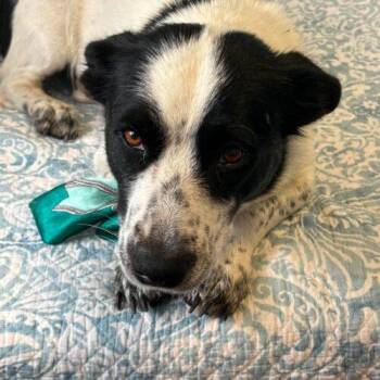 Crumpet -  Basset Hound and Border Collie Dog for Adoption in Red Deer County, Alberta - Crumpet | PetCurious