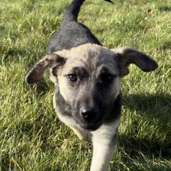 Rescue Mixed Breed Dogs for Adoption in Buffalo, Minnesota - Nike | PetCurious