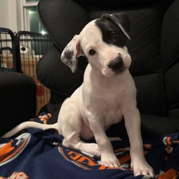 English Shepherd and Labrador Retriever Dogs Available for Adoption in Baytown, Texas - Rose  | PetCurious