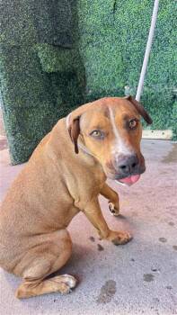Rick* -  Pit Bull Terrier and Mixed Breed Dog for Adoption in El Paso, Texas - Rick* | PetCurious