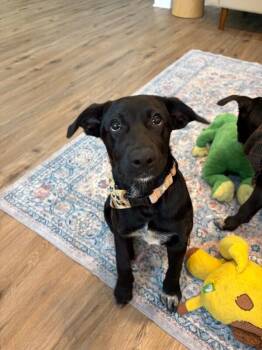 Mila Milagros -  Labrador Retriever Dog for Adoption in Friendswood, Texas - Mila Milagros | PetCurious