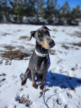 Roscoe -  Doberman Pinscher Dog for Adoption in Minneapolis, Minnesota - Roscoe | PetCurious