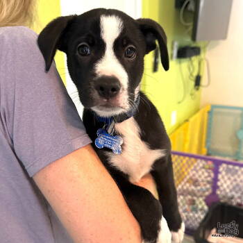 Rescue Labrador Retriever and Retriever Dogs for Adoption in Washington, District Of Columbia - Baby Huddy | PetCurious