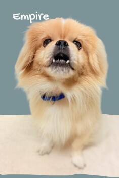 Empire -  Pekingese Dog for Adoption in Tulsa, Oklahoma - Empire | PetCurious