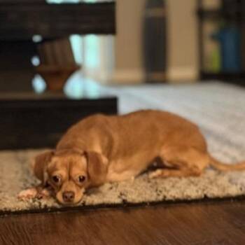 Nilla *Available Soon* -  Chihuahua and Mixed Breed Dog for Adoption in Dover, New Hampshire - Nilla *Available Soon* | PetCurious
