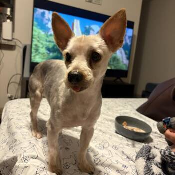 Yorkshire Terrier Dogs Available for Adoption in Houston, Texas - Frank Ruiz | PetCurious