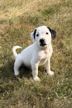 Pluto -  Labrador Retriever and Terrier Dog for Adoption in Duluth, Minnesota - Pluto | PetCurious